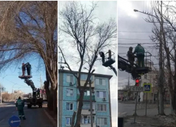 На улицах Астрахани опилили более трехсот опасных деревьев с начала 2026 года