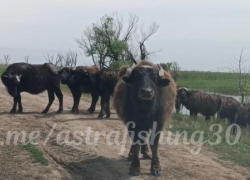 Неожиданно: в Астраханской области дорогу водителю перегородило стадо буйволов