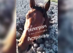  Астраханцы обсуждают в соцсетях застрявших в грязи лошадей