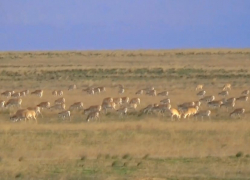 В Астраханской области редчайшие животные готовятся к турнирным боям