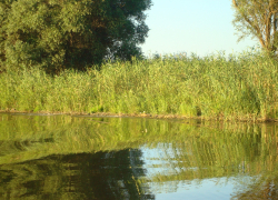 В Астраханской области начинают программу спасения западно-подстепных ильменей