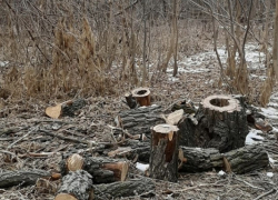 Почему спилили деревья на Городском острове и что будет на их месте