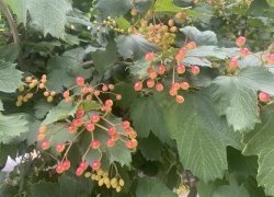 Прогноз погоды, именины, праздники в Астрахани в четверг 20 июля