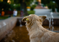 В астраханской квартире обнаружили очаг бешенства
