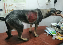 В Астрахани с собаки заживо сняли кожу