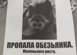В Астрахани при очень загадочных обстоятельствах пропала обезьянка