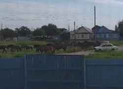 Под Астраханью табун лошадей держит в страхе местных жителей