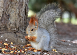 На площадь Ленина в Астрахани выпустили белок из Крыма