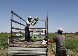 В Астраханской области собирают ранние дыни и арбузы