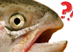 В Астрахани задержанная автоинспекторами пара заявила, что нашла 177 килограммов рыбы