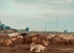 В селе Сергино под Астраханью территорию благоустройства загадили коровы