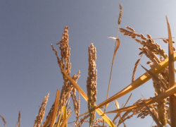 В 2023 году в Астраханской области начнут выращивать самый северный рис в мире 