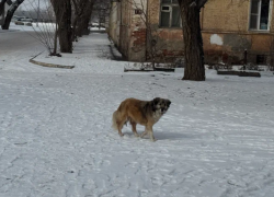Глава СКР поручил узнать причины игнорирования стаи опасных собак в Астрахани