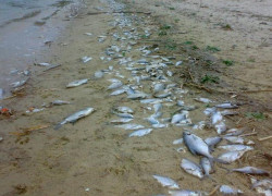 Информацию о заморе леща под Астраханью назвали фейком