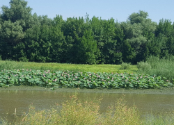 Прогноз погоды, именины, праздники в Астрахани в пятницу 28 июля