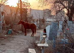 В Астрахани на Старом кладбище поселилась лошадь 