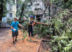 После гибели девочки под тополем в Астрахани проверят аварийность деревьев