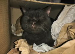 В Астрахани резко ухудшится погода, ожидаются заморозки