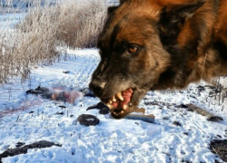 Астраханский следком установил, причастны ли собаки к смерти мужчины