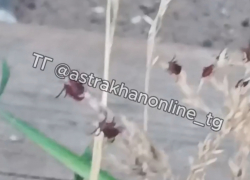 В Астрахани один из микрорайонов атаковали клещи