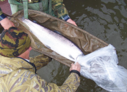 Под Астраханью в Волгу выпустили краснокнижную белорыбицу
