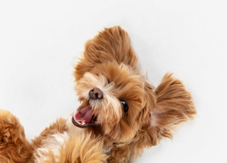 Астраханцев учили понимать собачий язык 