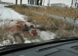 Стая собак загрызла астраханца, шедшего на работу 