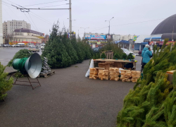 В Астрахани пресечена незаконная торговля новогодними елками