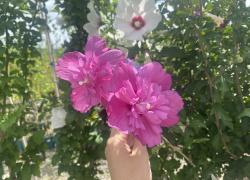 Прогноз погоды, именины, праздники в Астрахани в субботу 29 июля