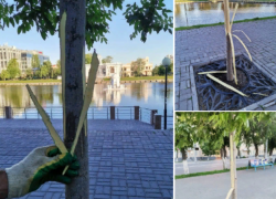 В Астрахани вандалы испортили японские деревья на Лебедином озере