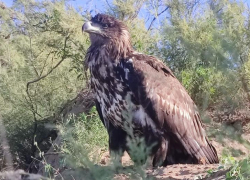 В Астраханской области нашли раненого краснокнижного орлана-белохвоста