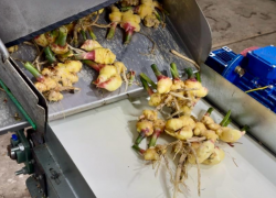 Под Астраханью успешно вырастили первый урожай имбиря