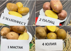 На астраханской земле прижились «Юлия», «Манифест», «Лель»