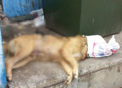 Астраханцы просят Президента России разобраться со смертями собак