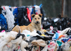 Астраханка ищет достаточно смелых людей для выноса мусора