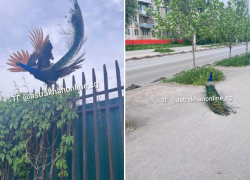 В Астрахани по улице ходил павлин с огромным хвостом