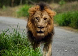 Астраханского оператора по сбору мусора хотят заставить убегать от льва