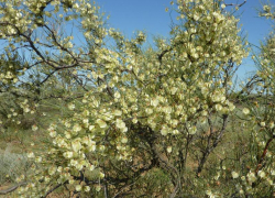 В Астраханской области высадили 594 гектара джузгуна, тамарикса и вяза