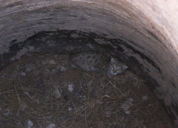 В астраханском заказнике спасли краснокнижного кота