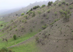 Астраханские ученые нашли новый для науки вид растения в экспедиции