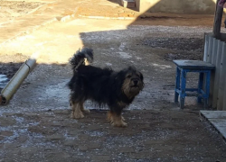 В Астрахани возбудили уголовное дело о нападении стаи собак на девочку