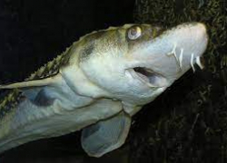 В Астрахани мужчинам вынесли приговор за незаконный оборот рыбы осетровых пород