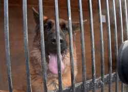 В апреле в Астрахани начнут строить пункты временного содержания безнадзорных собак 