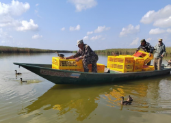 В ильмень Сухота под Астраханью выпустили более 700 уток крякв