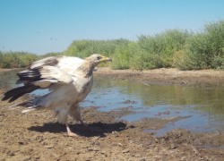 Редкая хищная птица замечена в Астраханской области