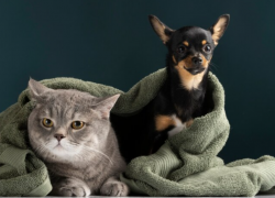 Астраханцам предложили бесплатную стерилизацию домашних животных