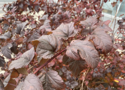 Погода, праздники, именины в четверг 2 ноября