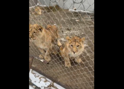 Астраханцам раскрыли судьбу конфискованных у злоумышленника львят и тигрят