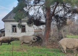 Голодные свиньи из Астраханской области напали на дачников и собак