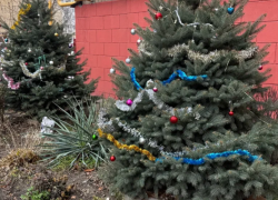 Елочные базары в Астрахани откроются 15 декабря: адреса